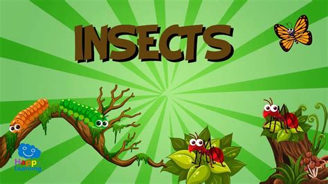 insect videos